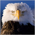 Bald Eagles in Alaska