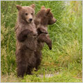 Grizzly Bears in Alaska